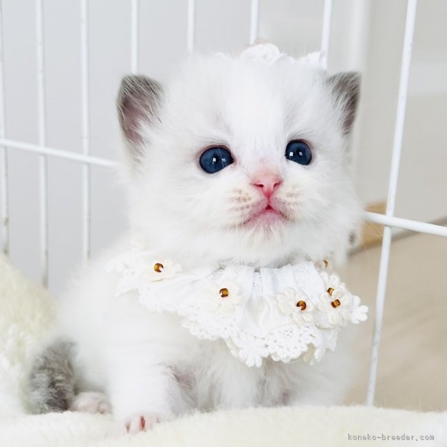 小熊加寿美ブリーダーのブログ：◌𓈒🤍 3人のプリンセス  🤍◌𓈒 25日目物語  💍𓈒𓏸