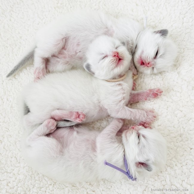 小熊加寿美ブリーダーのブログ：🫧 🤍すくすく育つ‪小さな天使たち🤍🫧 ꒰՞ ܸ. . ܸ՞꒱🤍🫧 🫧