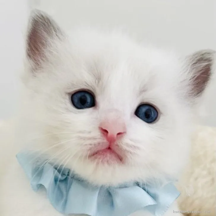 ID:2307-02331の子猫