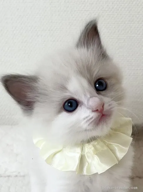 ID：2202-00897の子猫