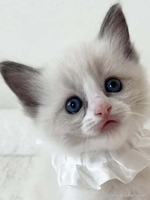 ID:2202-00891の子猫