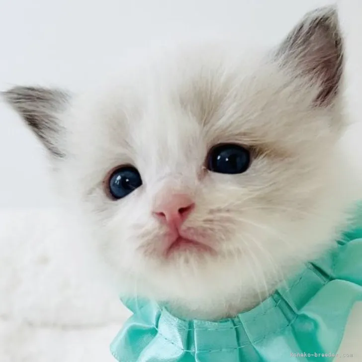 ID:2305-02182の子猫