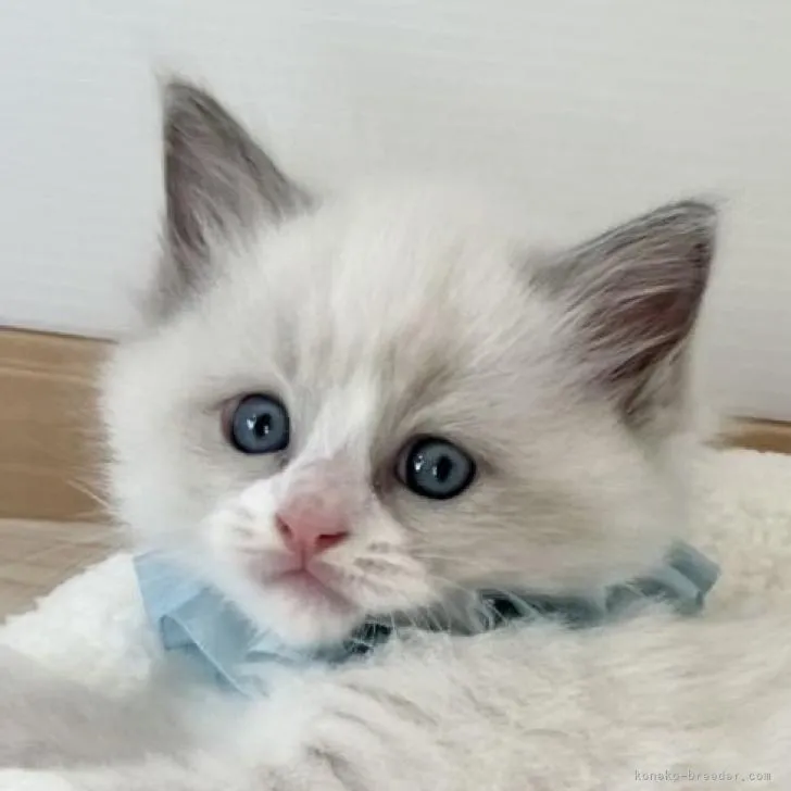 ID:2207-03378の子猫