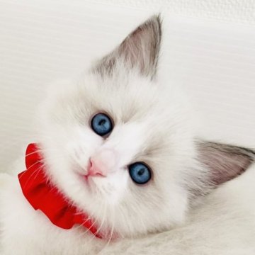 ラグドール【福島県・男の子・2023年4月22日・ブルーポイントバイカラー】の写真「魅力的なイケメン王子❤️」
