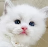 ラグドール【福島県・男の子・2024年6月23日・ブルーポイントバイカラー】の写真1「生後37日目 まるで白くまさんのような🐻‍❄◌𓈒」