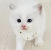 ラグドール【福島県・男の子・2024年6月23日・ブルーポイントバイカラー】の写真2「生後27日目 フワッとした おとこのこ𓂃٭𓈒𓏸」