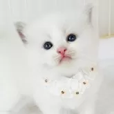 ラグドール【福島県・男の子・2024年6月23日・ブルーポイントバイカラー】の写真3「生後27日目 超かわっ❣️」