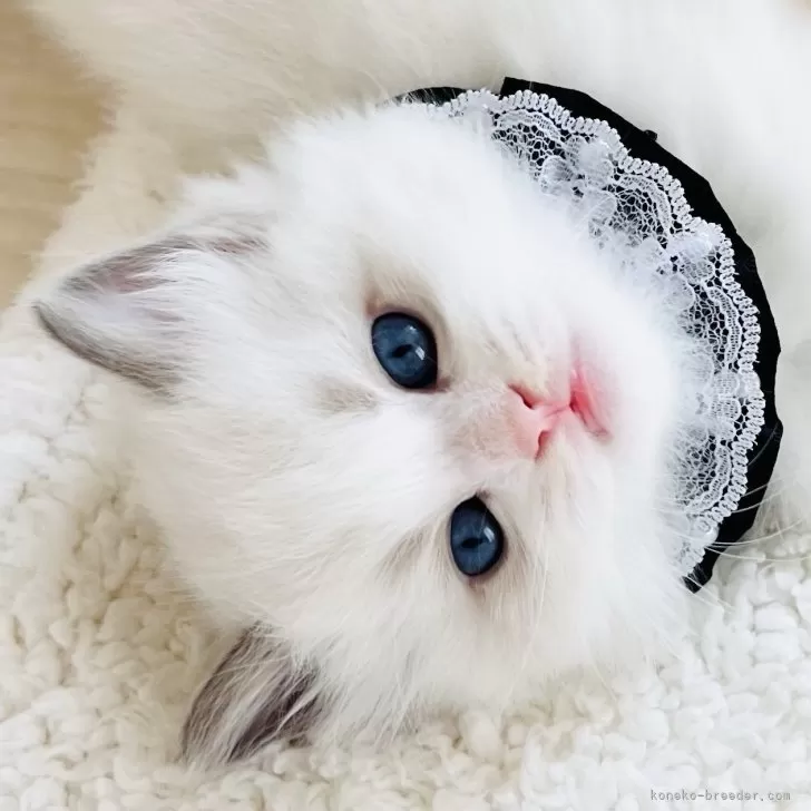 ID：2503-01404の子猫