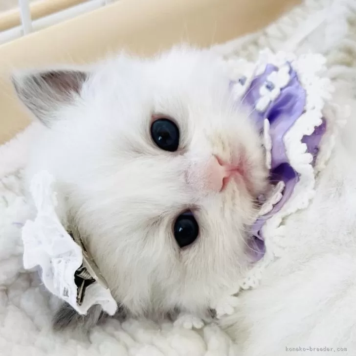 ラグドール【福島県・女の子・2025年10月17日・ブルーポイントバイカラー】の写真1「生後26日目体重412ｇ綺麗な瞳の大きなおんなのこ」