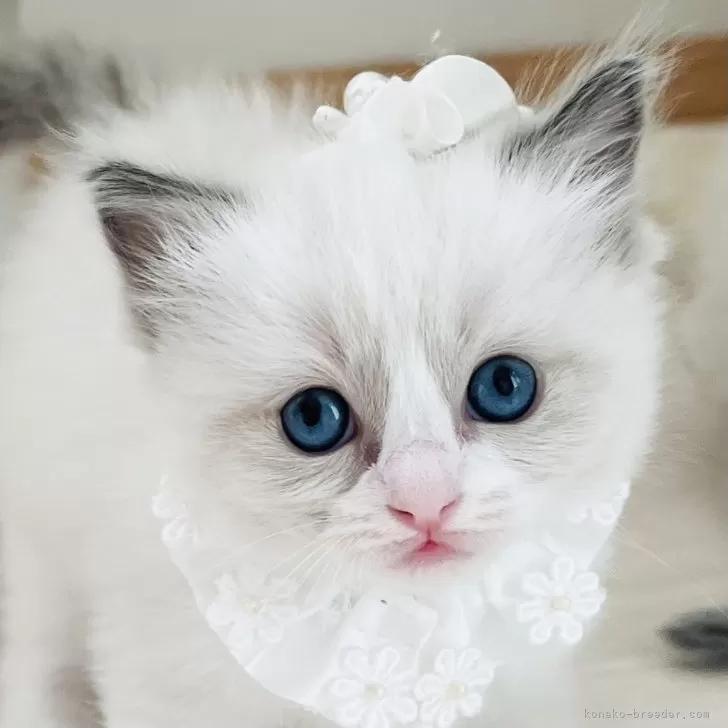 ID：2502-00516の子猫