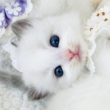 ラグドール【福島県・女の子・2025年10月17日・ブルーポイントバイカラー（長毛）】の写真「奥ゆかしい 清らかな天使 🤎⭐️
◌ 純真 ◌」