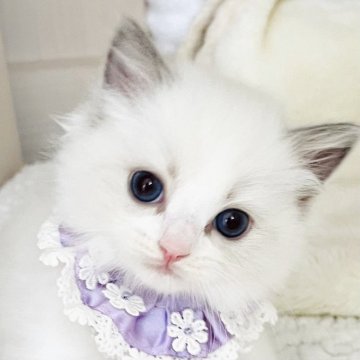 ラグドール【福島県・女の子・2025年10月17日・ブルーポイントバイカラー（絹の毛並み）】の写真「神秘的な優しい妖精さん 💜💫
◌𓈒幻想◌𓈒」