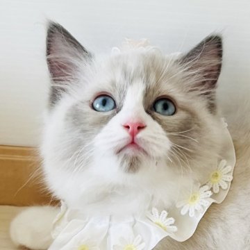 ラグドール【福島県・女の子・2025年1月6日・ブルーポイントバイカラー】の写真「綺麗な瞳の妖精ちゃん💛 
次女 ◌𓈒」