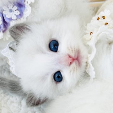 ラグドール【福島県・女の子・2025年10月17日・ブルーポイントバイカラー（長毛）】の写真「奥ゆかしい 清らかな天使 🤎⭐️
◌ 純真 ◌」