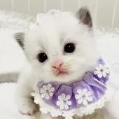 ラグドール【福島県・女の子・2025年10月17日・ブルーポイントバイカラー】の写真6「生後23日目体重377ｇ」