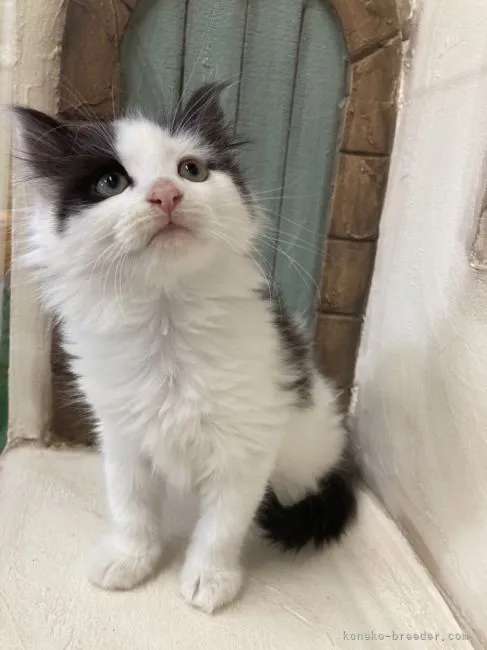 ID:2204-01624の子猫