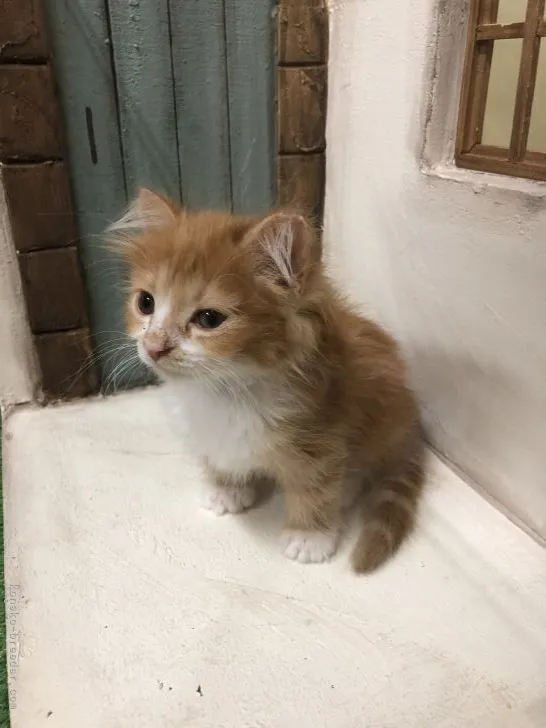 ID:2205-01605の子猫