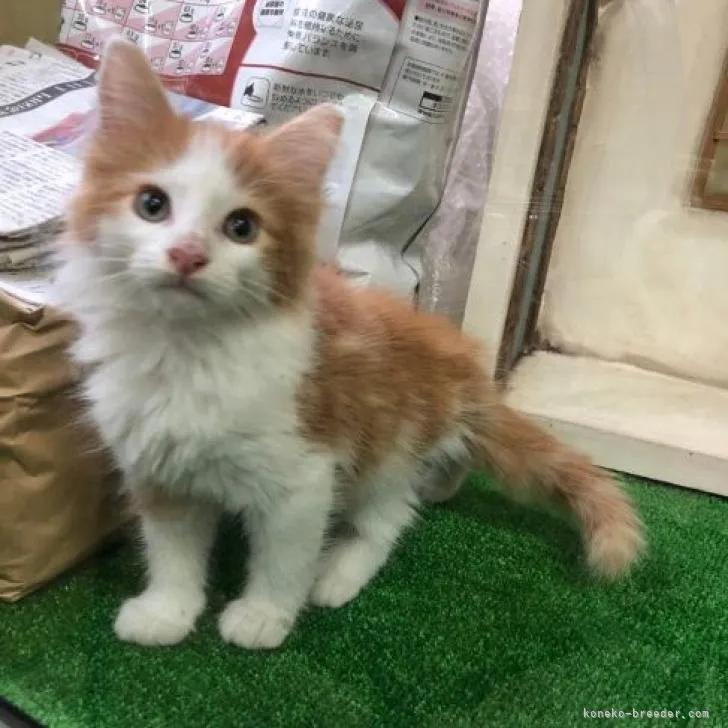 ID：2208-00934の子猫