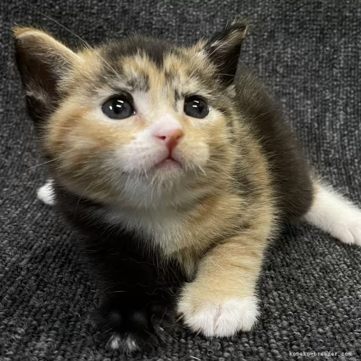 ID:2405-02642の子猫