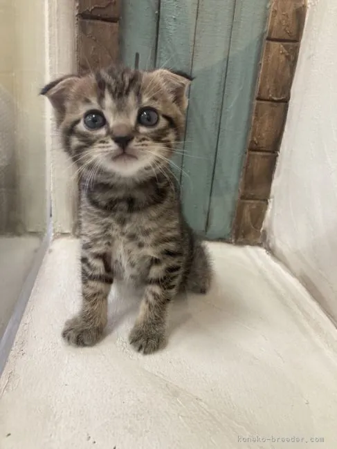 ID:2204-01830の子猫