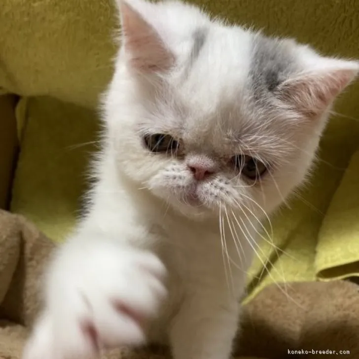 ID：2308-01413の子猫