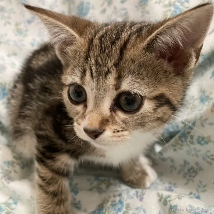 ID:2307-02836の子猫
