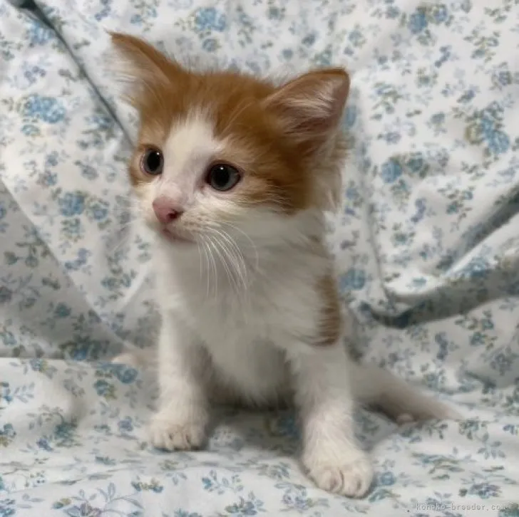 ID:2307-02826の子猫