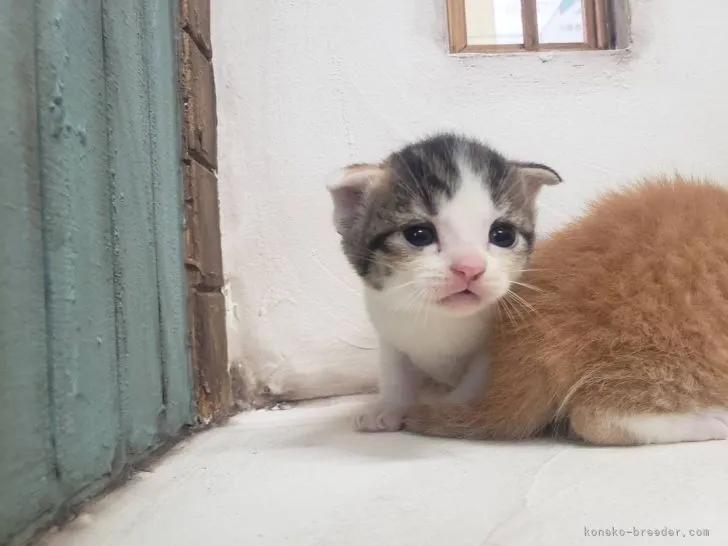 ID：2205-01559の子猫