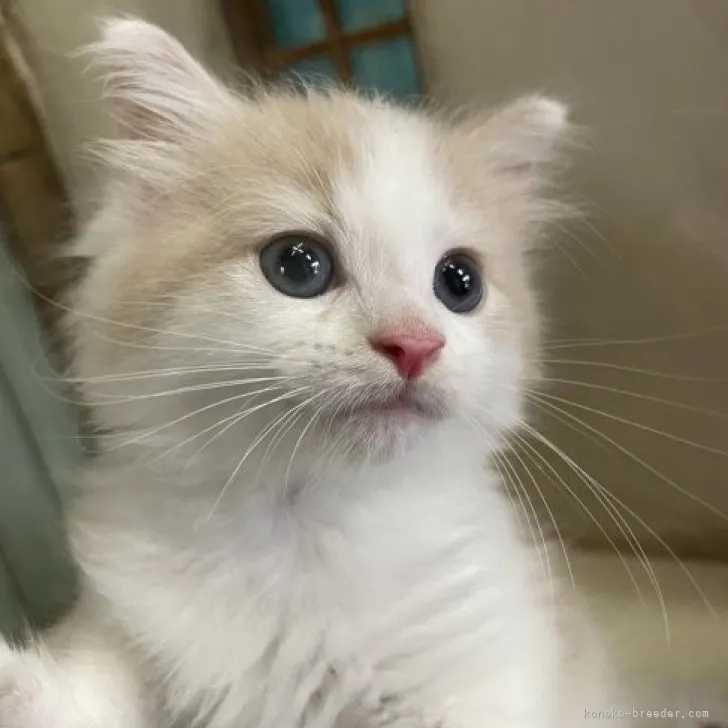 K.K 様のお迎えした子猫