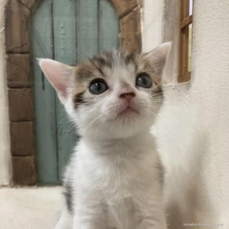ID：2210-00840の子猫