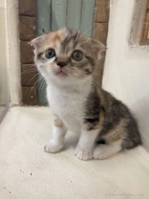 ID:2204-01829の子猫