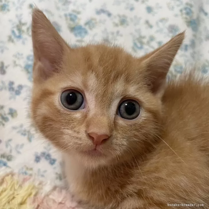ID:2409-01748の子猫