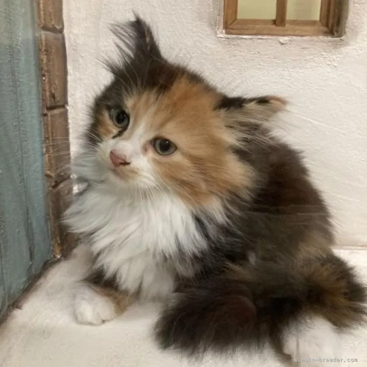 ID：2208-01396の子猫