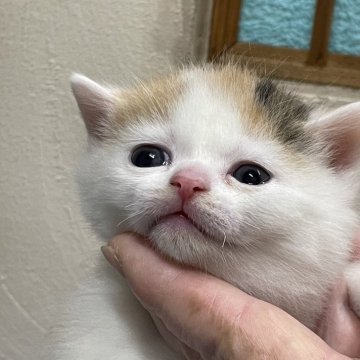 スコティッシュストレート【京都府・女の子・2024年2月10日・キャリコ】の写真「尻尾が黒いのが特徴です。」