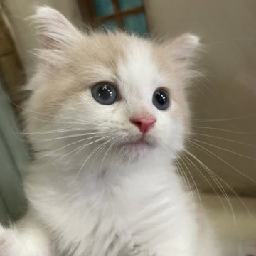 ノルウェージャンフォレストキャット【京都府・男の子・2023年5月5日・クリーム&ホワイト】の写真「とっても大人しい男の子です！」