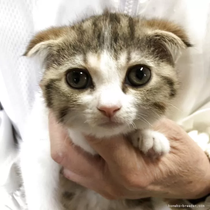 ID：2602-01598の子猫