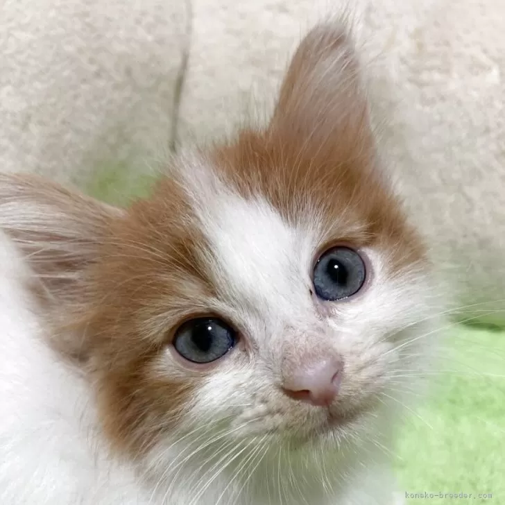 ID：2506-03558の子猫