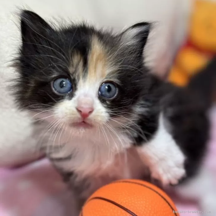 ID：2503-02423の子猫