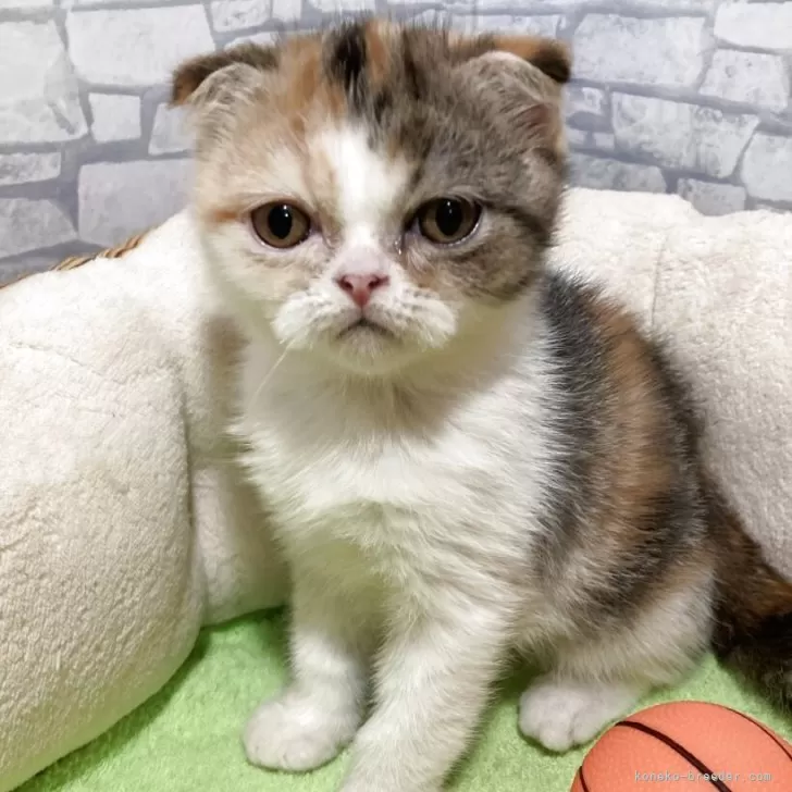 フォールデックス【京都府・女の子・2025年8月9日・キャリコ】の写真1