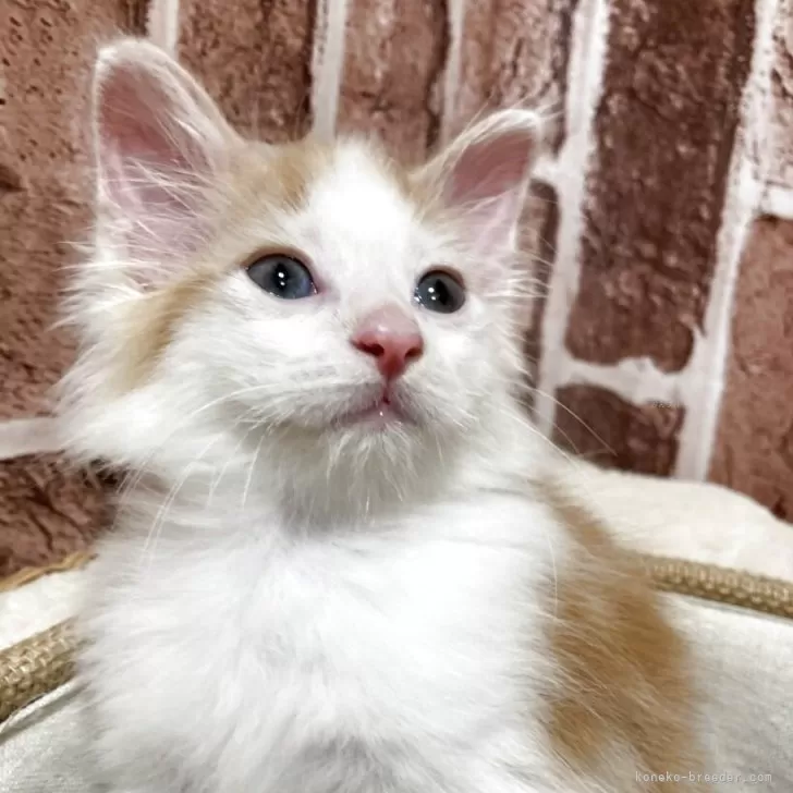 ID:2508-02822の子猫
