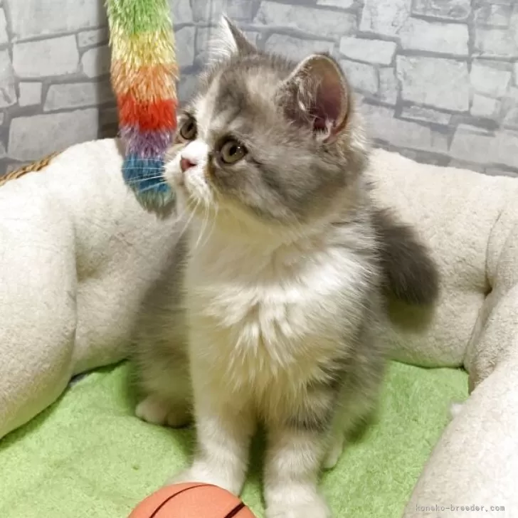 フォールデックス【京都府・女の子・2025年8月9日・ダイリュートキャリコ】の写真1