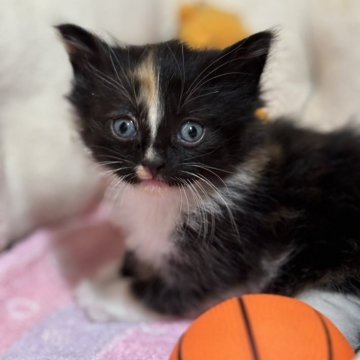 ノルウェージャンフォレストキャット【京都府・女の子・2025年2月25日・キャリコ】の写真「キリッとした表情が特徴の女の子です❣」