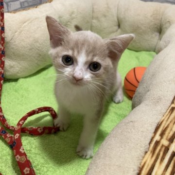 スコティッシュフォールド(立ち耳)【京都府・男の子・2025年10月14日・クリームタビー&ホワイト】の写真「キリっとした目が印象的な甘えん坊の男の子です！」