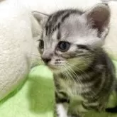 アメリカンショートヘア