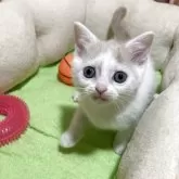 スコティッシュフォールド(立ち耳)【京都府・女の子・2025年5月11日・クリームパッチドタビー&ホワイト】の写真1