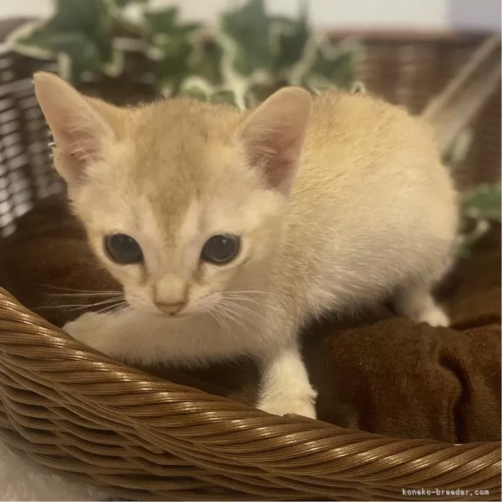 ID:2411-01299の子猫