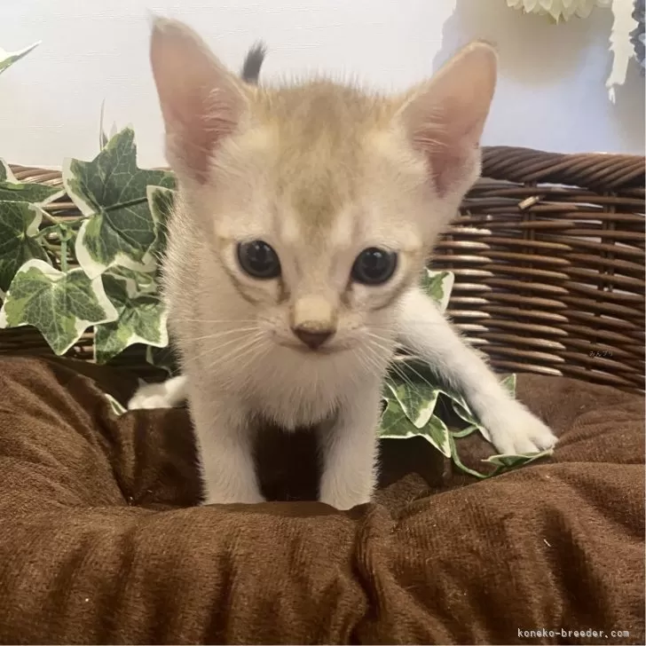 ID：2411-01303の子猫