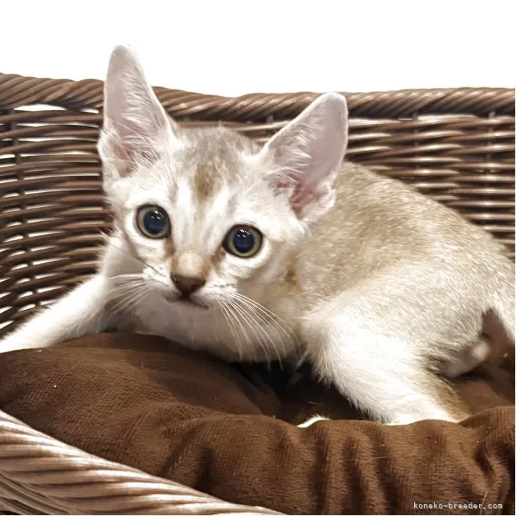 ID：2505-03205の子猫
