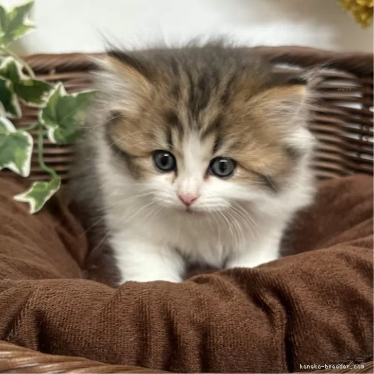 ID:2503-00069の子猫