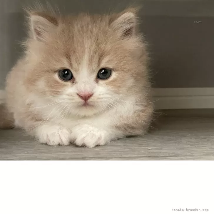 ID：2505-01201の子猫